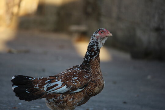 A collection of Aseel gamefowl (chickens) with striking mottled brown and white plumage are captured in a rustic farmyard - Powered by Adobe