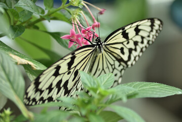 食事中のオオゴマダラ(京都市青少年科学センター)