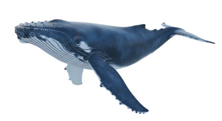 Majestic Humpback Whale Swimming Isolated on White Background.