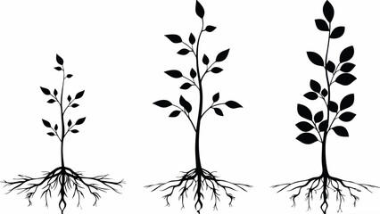 Obraz premium Growth stages illustrated with three black silhouette saplings showing roots and leaf development, ideal for visualizing progress and development concepts