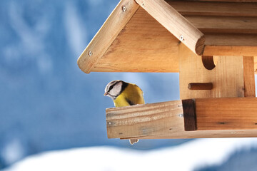 Blaumeise am Futterhäuschen