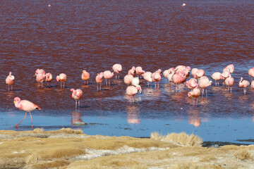 James's flamingos in Laguna Colorada, Bolivia