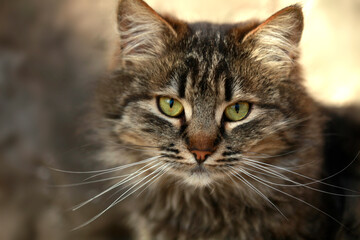 Portrait of cute street cat