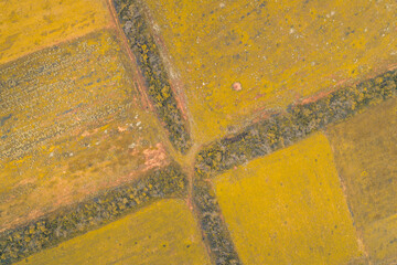 High-angle abstract aerial view of yellow agricultural fields with clear geometric divisions and a cross pattern formed by dark forest belts. Background for precision agriculture, land management.