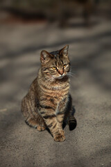Obraz premium Portrait of cute street cat