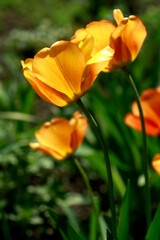 Yellow tulips in spring garden