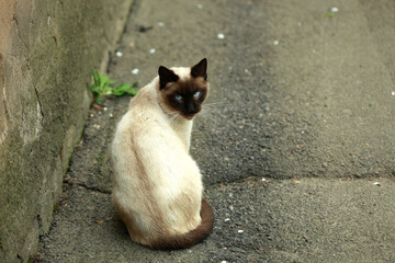 Portrait of cute street cat