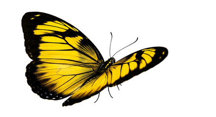 Striking Yellow Butterfly Isolated on White Background.