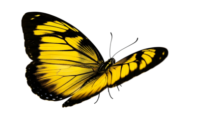 Striking Yellow Butterfly Isolated on White Background.