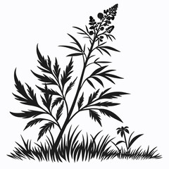 artemisia ludoviciana with  leaves