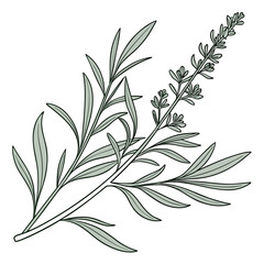 Fototapeta premium artemisia ludoviciana with leaves