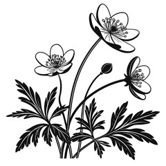 anemone blanda with leaves