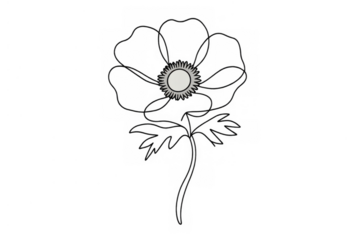 Anemone flower drawing outline art with a simple black line sketch design on transparent background