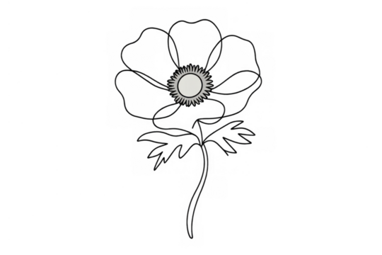 Anemone flower drawing outline art with a simple black line sketch design on transparent background