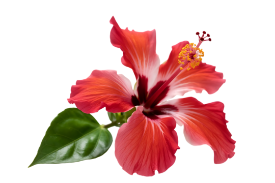 Vibrant red hibiscus flower with green leaf isolated on transparent background