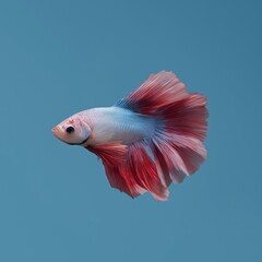Fototapeta premium Colorful betta fish with flowing red and white fins on blue background