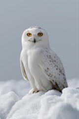 Fototapeta premium Snowy owl perched on snowy landscape with bright eyes and white plumage