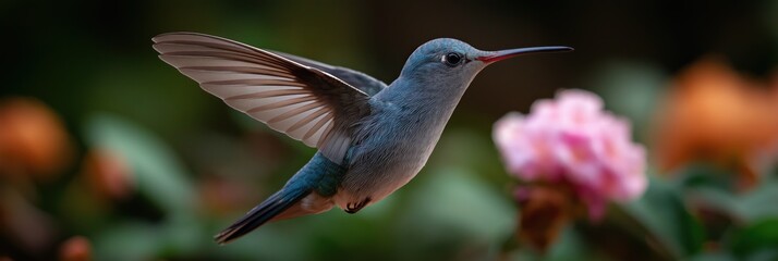 Fototapeta premium Graceful hummingbird hovering near blooming flowers