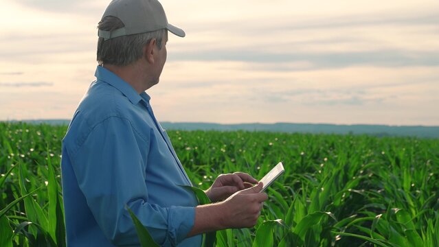 Farmer man working as an agronomist on field, using computer tablet. Checking harvest. Businessman digital technology. Farmer men with tablet on agricultural field, silhouette. Agricultural industry