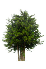 Pine tree branches reaching upward against  isolated on white background