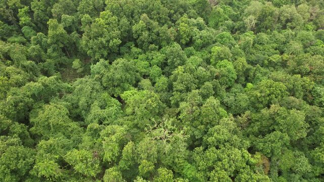 Valmiki Tiger Reserve in Bihar featuring dense forests, diverse wildlife, scenic hills and rich biodiversity. A pristine habitat home to tigers, elephants and rare species in natural surroundings.