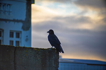Raven Perched on Concrete Wall at Sunset