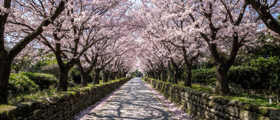 Fototapeta premium Perspective view of a country lane leading under a romantic archway of pink cherry blossoms on a sunny spring day