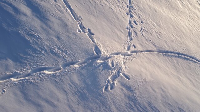 Snowy Field with Animal Traces and Shadows