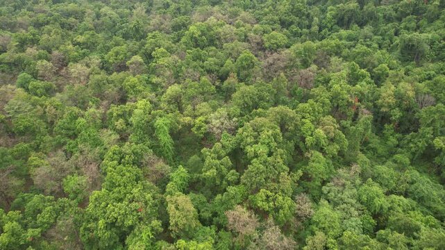 Valmiki Tiger Reserve in Bihar is a dense forest landscape known for its rich wildlife and serene terrain. Drone and ground visuals capture lush greenery, riverine belts, grasslands, and habitats of t