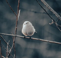  long-tailed tit