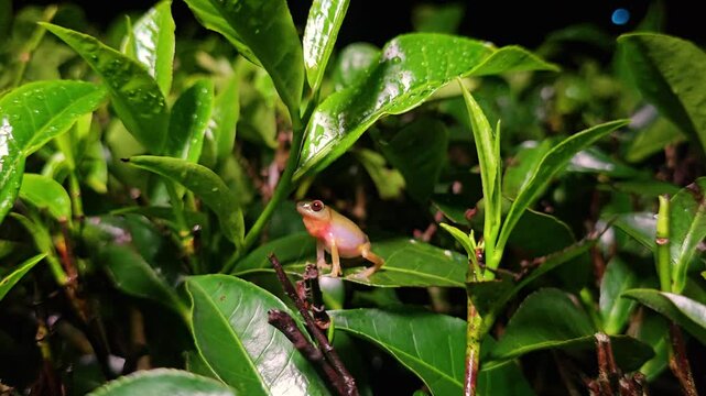 Tiny frog exploring lush green leaves in a vibrant tropical rainforest environment