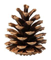 Pine cone growth forest nature natural environment isolated on transparent background