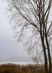 Misty Lakeside with Bare Autumn Tree