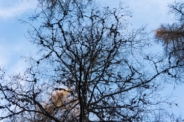 Bare branches of a larch tree seen from below against a clear blue sky, creating a natural abstract pattern of twigs and cones.