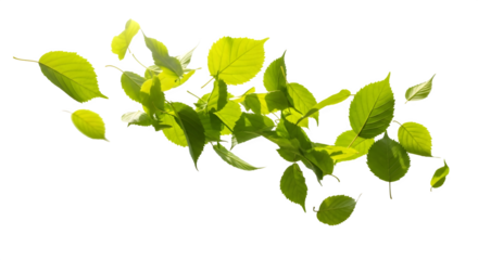Vibrant green leaves in motion, symbolizing nature, growth, and freshness, isolated on transparent background