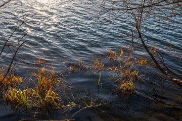 Shallow lakeshore with autumn reeds and tree branches above dark rippling water, sun reflections sparkling on the surface.
