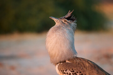 Male Kori bustard (Ardeotis kori) displays with an inflated throat in warm Savuti light. African bustard showing breeding behavior.