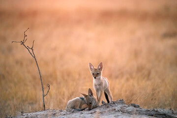 Two black-backed jackal pups stand by their den in warm golden grass at Savuti, Botswana. Ideal for: wildlife conservation stories, safari editorials, children’s nature content, and tourism marketing.