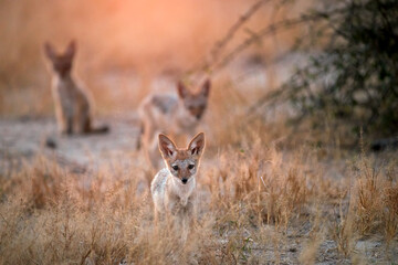 Three black-backed jackal pups explore near their den in warm Savuti light. Ideal for: conservation stories, safari travel, children’s nature content, and wildlife education.