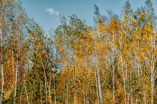Golden Birch Trees with Autumn Foliage Against Blue Sky