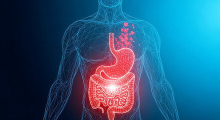 Human digestive system highlighted in a digital wireframe body, medical concept