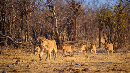 Lioness leading her cubs across the dry Savuti woodland in soft golden light. Ideal for: wildlife conservation stories, safari tourism visuals, nature magazines, and African travel campaigns.