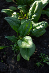 Spinach plants growing in vegetables garden
