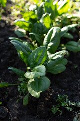 Spinach plants growing in vegetables garden organic planting