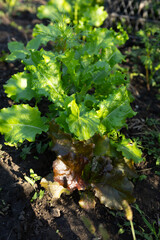 Lettuce plants growing in vegetables garden organic planting sunny weather