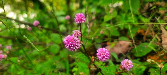 pink flowers in the grass