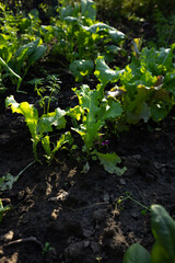 Young Lettuce plants growing in vegetables garden organic food open ground