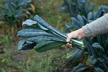 Kale leaves in hands in vegetables garden organic food harvest