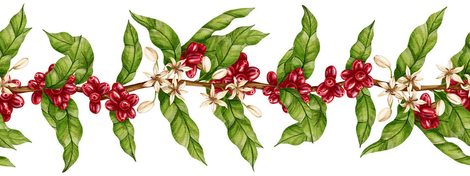Hand-drawn watercolor illustration, seamless border with coffee branches and red ripe coffee berries