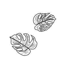 vector illustration of a leaf